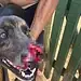 Homem parte focinho de cachorro ao meio com terçado e é preso no Acre