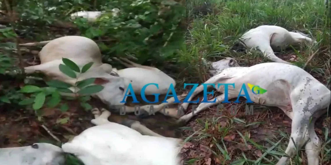 Vídeo: Raio mata 16 vacas durante chuva em propriedade rural no Acre