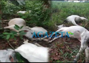 Vídeo: Raio mata 16 vacas durante chuva em propriedade rural no Acre