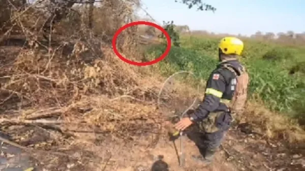Onça passa 'raspando' e apavora equipe de resgate; veja vídeo