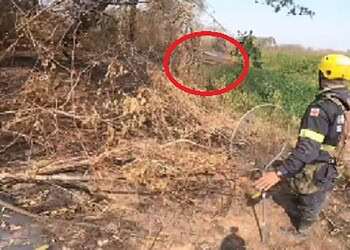 Onça passa 'raspando' e apavora equipe de resgate; veja vídeo