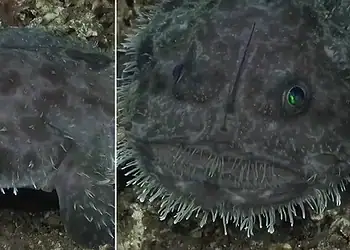 Imagens raras mostram 'demônio do mar' caminhando no fundo de oceano