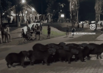 Manada de capivaras é flagrada atravessando a rua no Parque do Tucumã e vídeo viraliza nas redes
