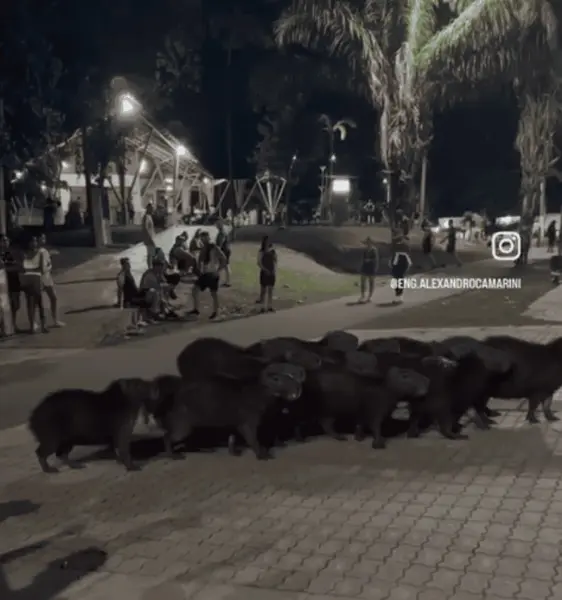 Manada de capivaras é flagrada atravessando a rua no Parque do Tucumã e vídeo viraliza nas redes