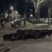 Manada de capivaras é flagrada atravessando a rua no Parque do Tucumã e vídeo viraliza nas redes