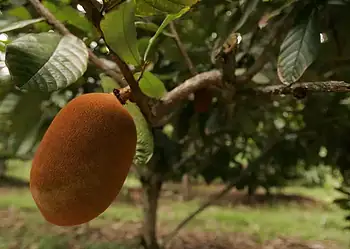 Cupuaçu entra para o seleto grupo de 'frutas domesticadas' após pesquisa da USP