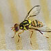 Mosca-da-carambola leva estados da Amazônia à emergência fitossanitária e acende alerta no Acre