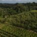 Sistema Agroflorestal na reserva Chico Mendes, no Acre. Ao fundo, uma floresta - Foto: Flávio Forner/Divulgação