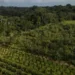 Sistema Agroflorestal na reserva Chico Mendes, no Acre. Ao fundo, uma floresta - Foto: Flávio Forner/Divulgação