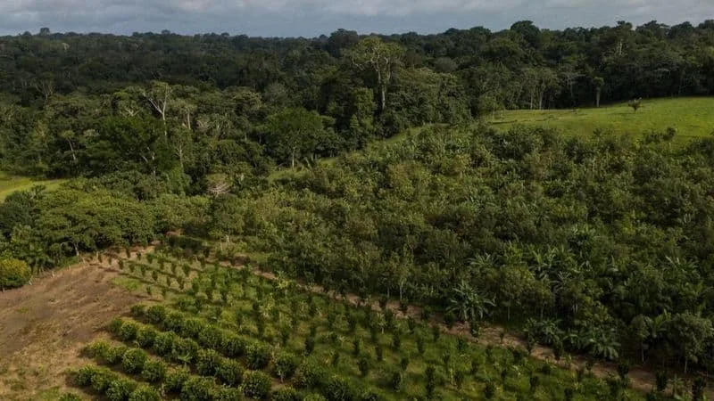 Sistema Agroflorestal na reserva Chico Mendes, no Acre. Ao fundo, uma floresta - Foto: Flávio Forner/Divulgação