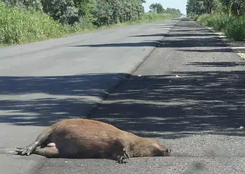 Número de animais mortos sobe quase 95% nas rodovias acreanas em 2023