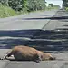 Número de animais mortos sobe quase 95% nas rodovias acreanas em 2023