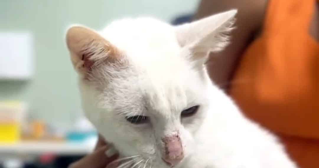 Entidade de proteção animal pede ajuda para salvar vida de gato que não tem movimento das patas  