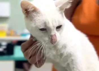 Entidade de proteção animal pede ajuda para salvar vida de gato que não tem movimento das patas  