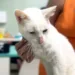 Entidade de proteção animal pede ajuda para salvar vida de gato que não tem movimento das patas  