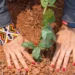 SOS Amazônia lança campanha de Natal para plantio de árvores