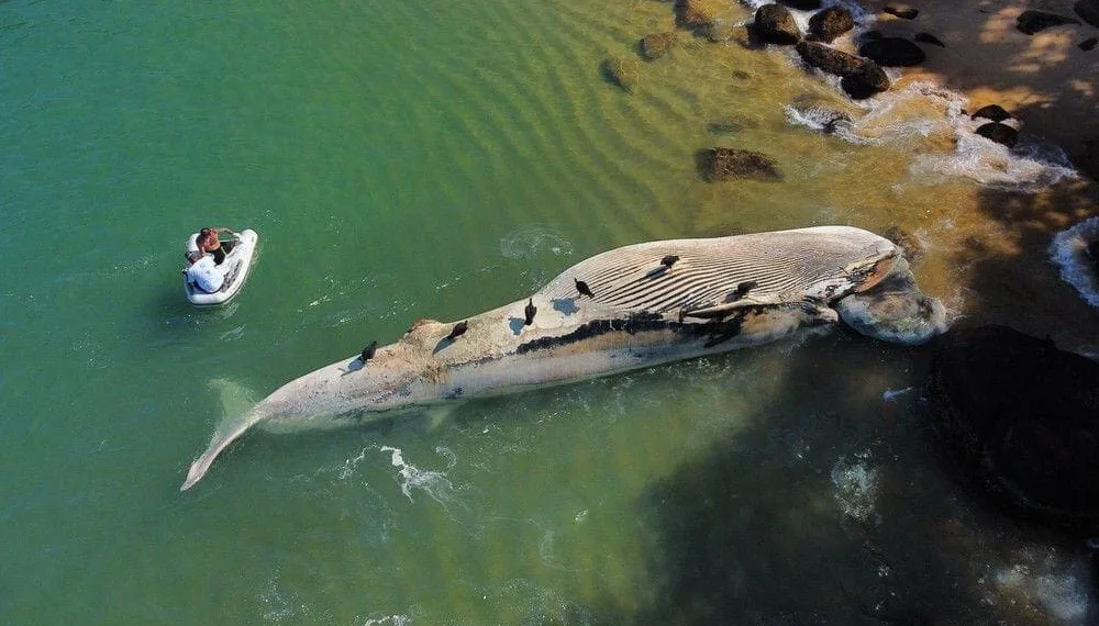 Baleia foi encontrada morta na manhã desta quarta-feira (13), em Ubatuba, SP — Foto: Divulgação/Instituto Argonauta