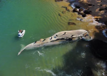 Baleia foi encontrada morta na manhã desta quarta-feira (13), em Ubatuba, SP — Foto: Divulgação/Instituto Argonauta