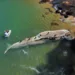 Baleia foi encontrada morta na manhã desta quarta-feira (13), em Ubatuba, SP — Foto: Divulgação/Instituto Argonauta