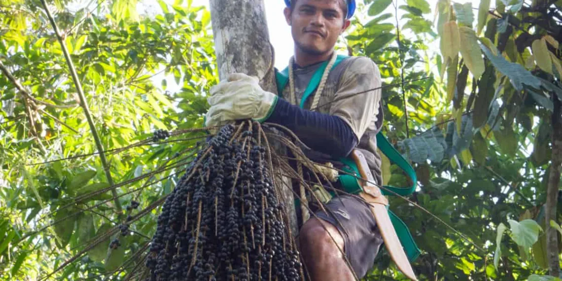 Registro de Indicação Geográfica para o açaí de Feijó deve fortalecer a bioeconomia do Acre (Foto: Açaí Coop)