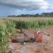 Irrigação de milho alimentada por águas subterrâneas em Kabwe, Zâmbia.
Mark Hughes