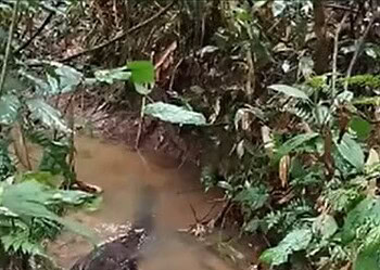 Banhista flagra sucuri ferida em igarapé no Acre; veja o vídeo