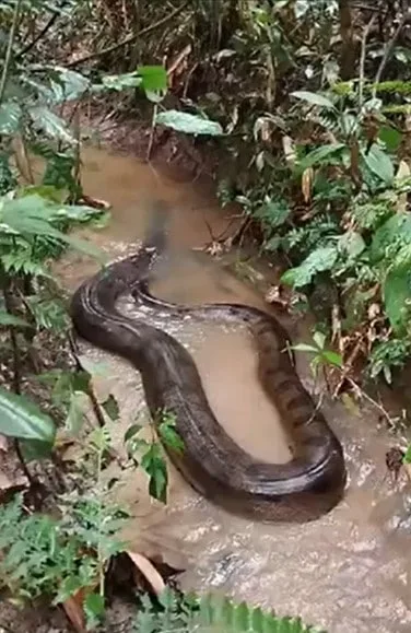 Banhista flagra sucuri ferida em igarapé no Acre; veja o vídeo