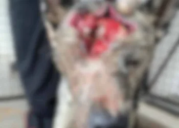 Ativista faz apelo para ajudar em tratamento de cão atingido com tiros de bala de borracha na cabeça