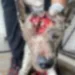 Ativista faz apelo para ajudar em tratamento de cão atingido com tiros de bala de borracha na cabeça