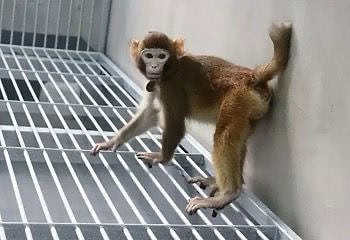 Cientistas chineses realizam primeira clonagem de macaco rhesus