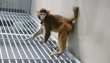 Cientistas chineses realizam primeira clonagem de macaco rhesus