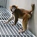 Cientistas chineses realizam primeira clonagem de macaco rhesus