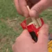 Cigarro de palha. — Foto: Reprodução / TV Globo
