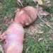 Bezerro nasce com 'cabeça humana' em vilarejo na Tailândia e gera desconfiança entre moradores