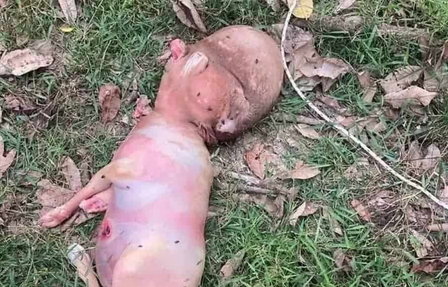 Bezerro nasce com 'cabeça humana' em vilarejo na Tailândia e gera desconfiança entre moradores