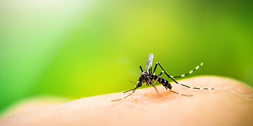 Mosquito sucking blood on human skin with nature background