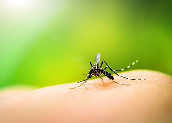 Notificações de dengue mais que dobraram no Acre em 2025; estado já registra três mortes