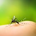 Acre tem mais de 2,5 mil casos confirmados de dengue no primeiro semestre de 2024