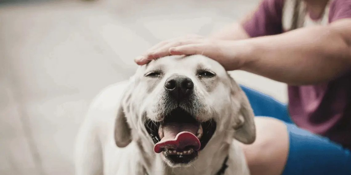 Saiba quando a respiração ofegante do cachorro representa um problema