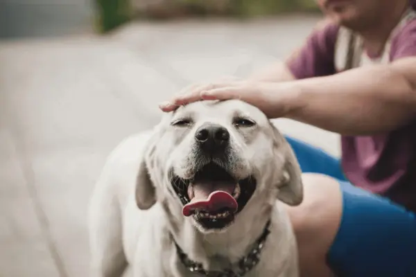 Saiba quando a respiração ofegante do cachorro representa um problema