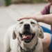 Saiba quando a respiração ofegante do cachorro representa um problema