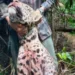 A imagem foi divulgada pelo fazendeiro (Foto: Reprodução)