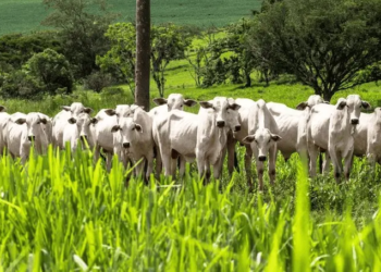 Acre recebe autorização para exportar carne bovina para o Canadá