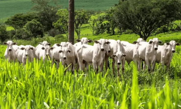 Acre recebe autorização para exportar carne bovina para o Canadá