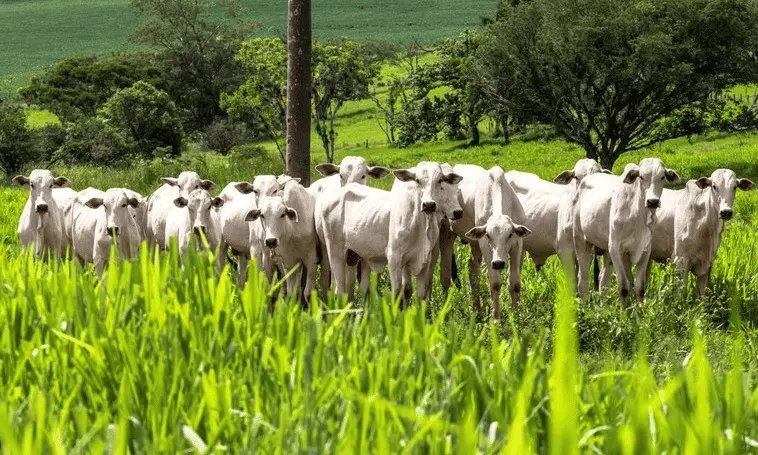 Acre recebe autorização para exportar carne bovina para o Canadá