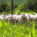 Acre recebe autorização para exportar carne bovina para o Canadá