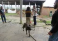 Operação apreende 170 kg de carne inadequada para o consumo de empresa que fornece alimentos para penitenciária de Tarauacá