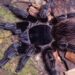 A aranha Vitalius wacketi habita o litoral paulista — Foto: Rogério Bertani/Instituto Butantan