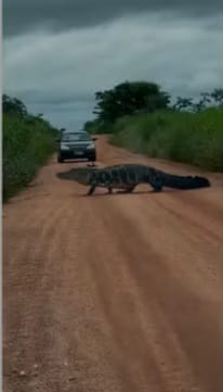 Jacaré de 4 metros para o trânsito e impressiona motoristas em estrada; VÍDEO