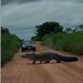 Jacaré de 4 metros para o trânsito e impressiona motoristas em estrada; VÍDEO
